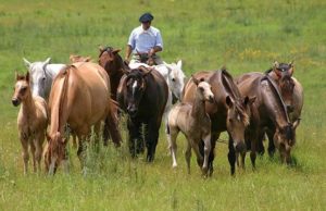 Imagem do post: Entenda o comportamento equino