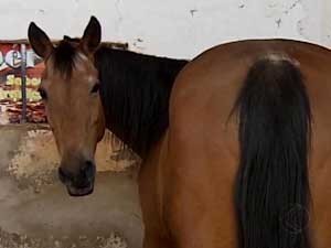 Imagem do post: Parque onde há cavalos com suspeita de mormo é interditado em Araguari