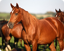 Imagem do post: Úlcera gástrica equina