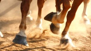 Imagem do post: Claudicação: principal responsável pela queda no desempenho dos cavalos