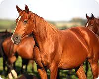 Imagem do post: Código genético de cada raça define marcha do cavalo