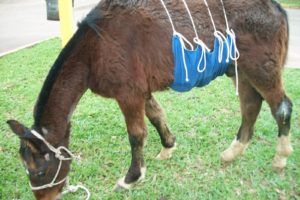 Imagem do post: Critérios observados para a cirurgia de Cólicas em Equinos