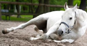 Imagem do post: Cólica Equina: o que é e o que fazer para evitar