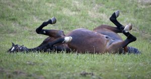 Imagem do post: Cólica Equina: Saiba os sinais e cuidados dessa enfermidade