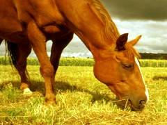 Imagem do post: Como a Alimentação Interfere no Desempenho dos Cavalos Atletas