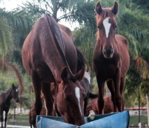 Imagem do post: Como deve ser a alimentação de um cavalo?