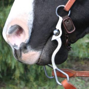 Imagem do post: Como escolher a embocadura de seu cavalo