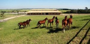 Imagem do post: Como iniciar uma criação de cavalos bem sucedida