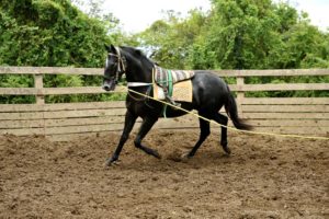 Imagem do post: Como treinar um cavalo