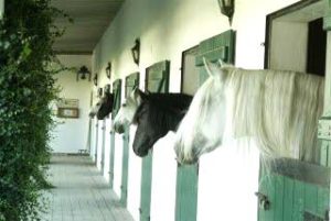 Imagem do post: Comportamento Estereotipado de Cavalos Estabulados