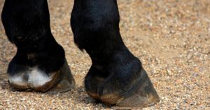 Imagem do post: Confira as causas e cuidados com inchaço nas patas de cavalo