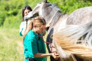 Imagem do post: Confira as principais causas da cólica equina