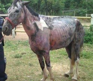 Imagem do post: Conheça as principais doenças de pele em cavalos