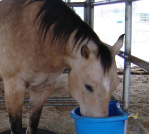 Imagem do post: Saiba como a Linhaça pode combater à cólica e laminite nos cavalos