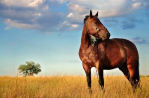 Imagem do post: Criação de cavalos: mais do que um hobby, um grande investimento.