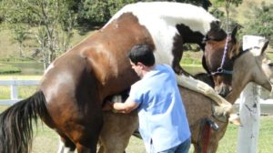 Imagem do post: Criopreservação de Sêmen Equino