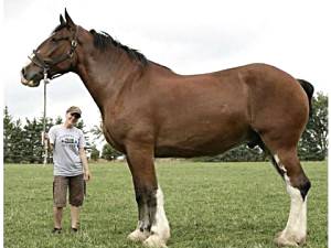 Imagem do post: Cruzamento entre percheron e crioulas gera equinos mais resistentes ao sobrepeso