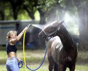 Imagem do post: Cuidados higiênicos para equinos