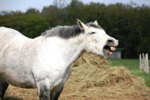 Imagem do post: Curiosidades! Saiba como interpretar os sons emitidos pelos cavalos