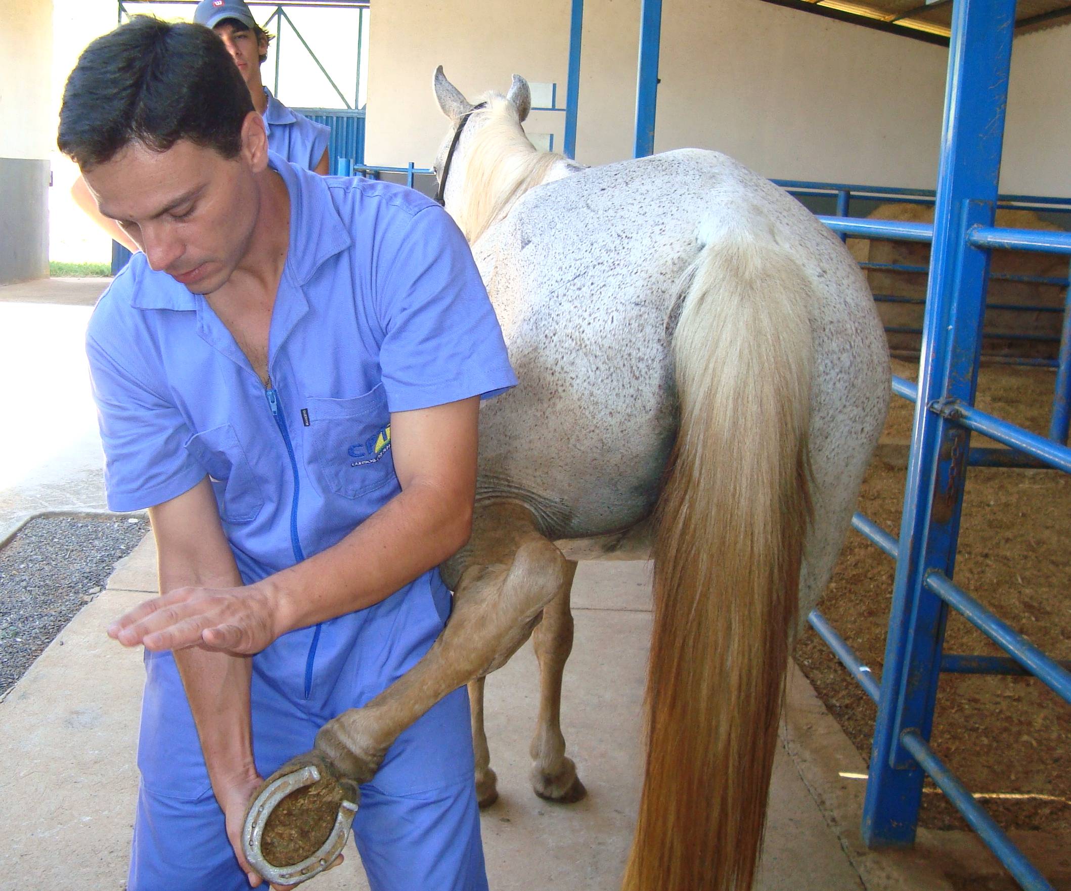 Defeitos de aprumos em cavalos. Você sabe identificar?, Artigos