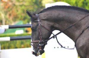 Imagem do post: Deformidade do tendão flexor profundo é uma das causas de claudicação em cavalos