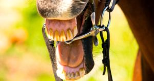 Imagem do post: Dentes de cavalos: a importância da saúde bucal desses animais
