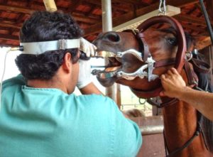 Imagem do post: Dentes de lobo influenciam no desempenho dos equinos