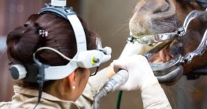 Imagem do post: Dentes dos cavalos: cuidados especializados são a chave para evitar prejuízos!