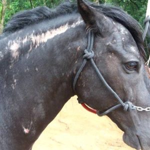 Imagem do post: Dermatofitoses em equinos podem ser evitadas com manejo correto