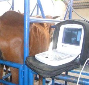 Imagem do post: Detector de prenhez para equinos com melhor exatidão no resultado