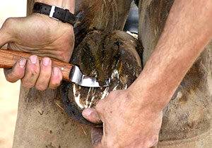 Imagem do post: Deterioração e doenças de casco em equinos
