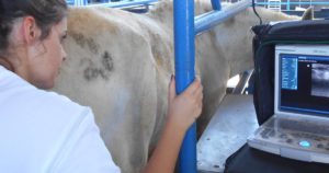 Imagem do post: Diagnóstico de gestação em equinos: conheça o papel da ultrassonografia