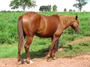 Imagem do post: Doenças ortopédicas em equinos podem estar relacionadas à nutrição