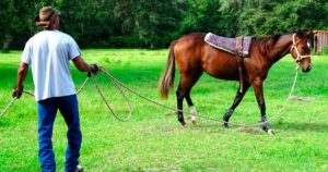 Imagem do post: Doma de cavalos: por que a técnica é importante?