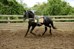 Imagem do post: Como realizar a doma de cavalos