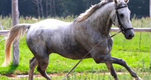 Imagem do post: Doma racional para cavalos: conheça a técnica e suas vantagens!