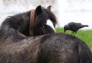 Imagem do post: Ectoparasitas mais comuns nas criações de cavalos