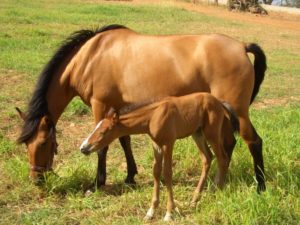 Imagem do post: Fatores a serem considerados no manejo reprodutivo em equinos