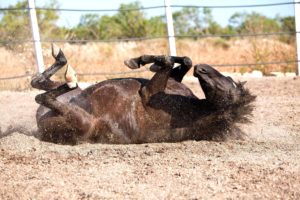 Imagem do post: Entenda a Cólica Equina