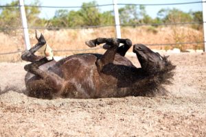 Imagem do post: Entenda a Cólica Equina