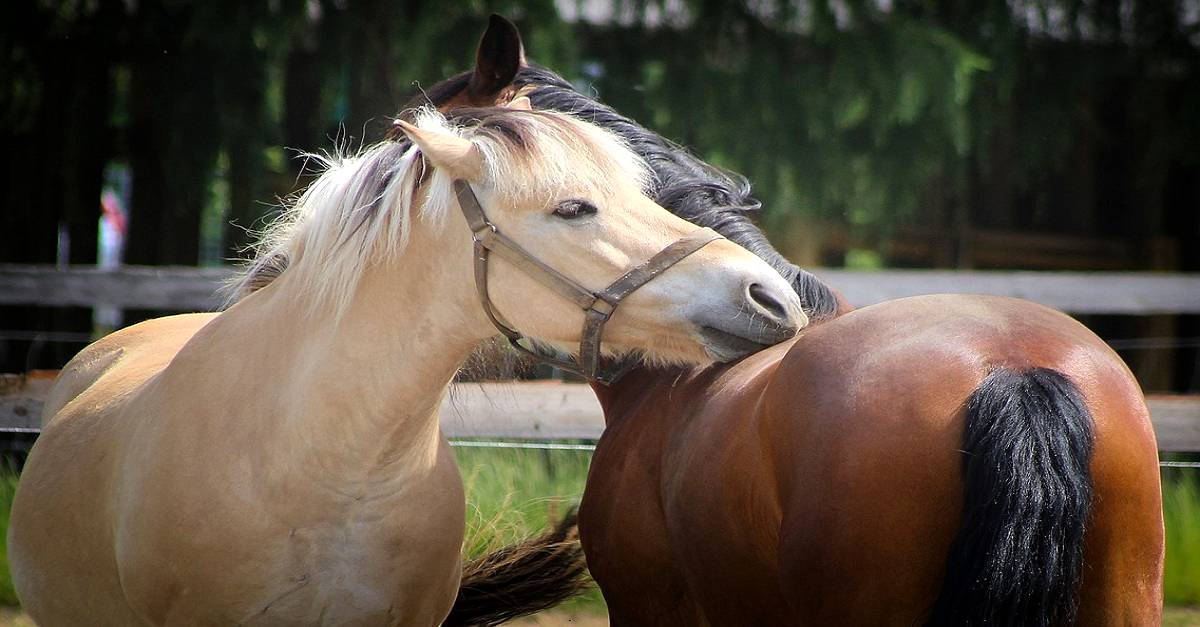 Conheça o Comportamento dos Equinos » Portal Agriconline