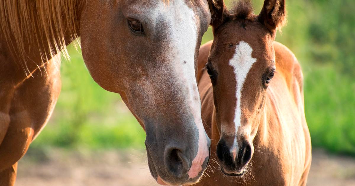 Entenda o Manejo Reprodutivo de Equinos - Portal Escola do Cavalo