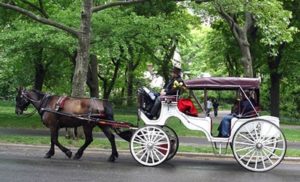 Imagem do post: Em Poços de Caldas, cavalo passa mal por excesso de trabalho e ameaça atração turística.