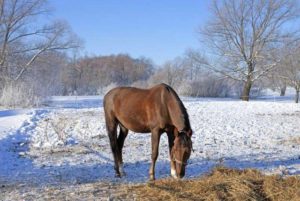 Imagem do post: Equinos podem sofrer de insuficiência alimentar no inverno