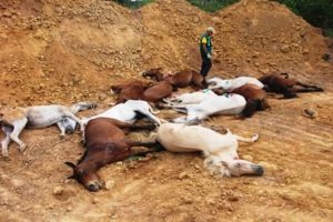 Imagem do post: Equinos são Sacrificados no Piauí