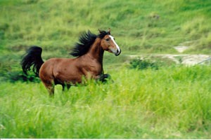 Imagem do post: Cuidados específicos com cavalos