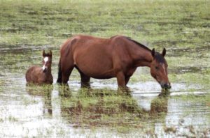 Imagem do post: Erliquiose Monocítica Equina