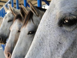 Imagem do post: Erros mais comuns na Transferência de Embriões em equinos