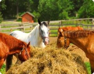 Imagem do post: Erros no manejo nutricional de equinos podem afetar o desempenho e bem-estar