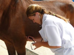 Imagem do post: Exame clínico ajuda a detectar doenças em  equinos